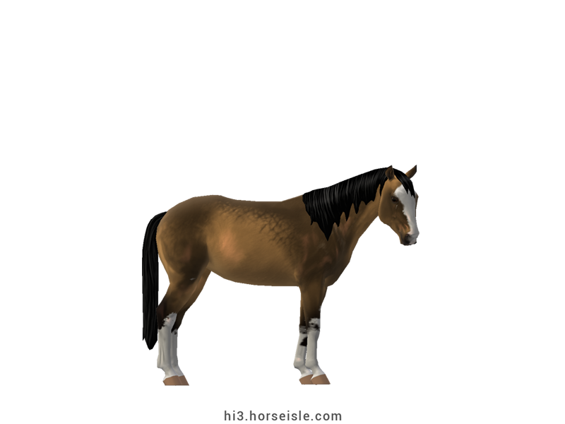 Large Belgian Riding Pony Sooty Buckskin Sabino Coat